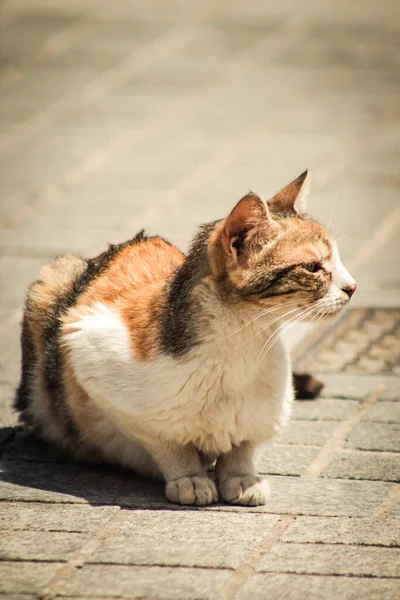 Limassol Cypern April 2020 Utsikt Över Inhemska Katt Bor Gatorna — Stockfoto