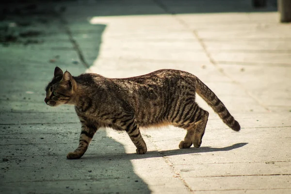 Limassol Ciprus Április 2020 View Domestic Cat Living Streets Limassol — Stock Fotó