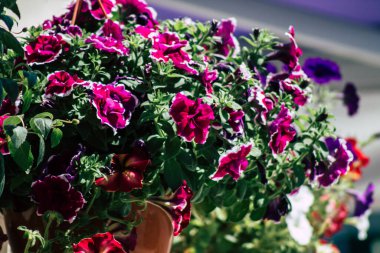 Kıbrıs Rum Kesimi 18 Nisan 2020 Kıbrıs Rum Kesimi, Kıbrıs adasındaki bir kamu bahçesinde büyüyen renkli çiçeklerin kapatılması