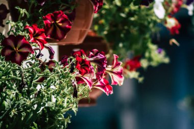 Kıbrıs Rum Kesimi 18 Nisan 2020 Kıbrıs Rum Kesimi, Kıbrıs adasındaki bir kamu bahçesinde büyüyen renkli çiçeklerin kapatılması