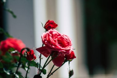 Kıbrıs Rum Kesimi 18 Nisan 2020 Kıbrıs Rum Kesimi, Kıbrıs adasındaki bir kamu bahçesinde büyüyen renkli çiçeklerin kapatılması