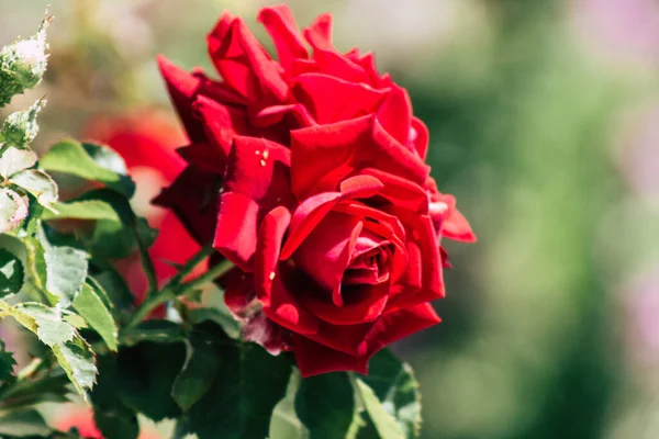 Limassol Chipre Abril 2020 Fechar Flores Coloridas Jardim Público Ilha — Fotografia de Stock