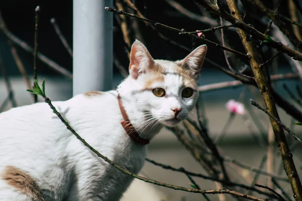 Limassol Ciprus Május 2020 View Domestic Cat Living Streets Limassol — Stock Fotó