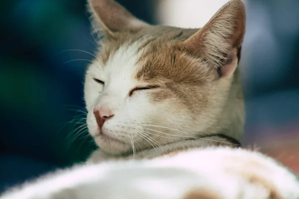 Limassol Zypern Mai 2020 Blick Auf Die Hauskatze Die Den — Stockfoto