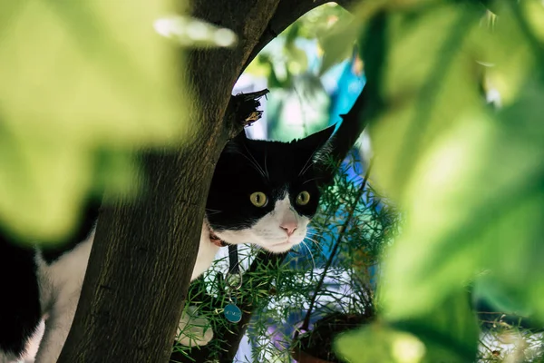 Limassol Zypern Mai 2020 Blick Auf Die Hauskatze Die Den — Stockfoto