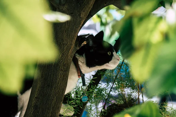 Limassol Chipre Mayo 2020 Vista Del Gato Doméstico Que Vive —  Fotos de Stock