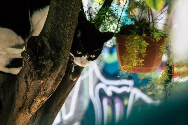 Limassol Chipre Maio 2020 Vista Gato Doméstico Que Vive Nas — Fotografia de Stock