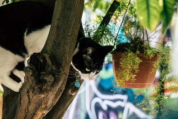 Limassol Zypern Mai 2020 Blick Auf Die Hauskatze Die Den — Stockfoto