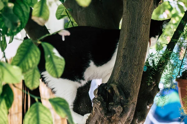 Limassol Ciprus Május 2020 View Domestic Cat Living Streets Limassol — Stock Fotó