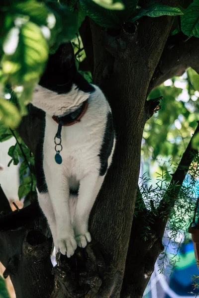 Limassol Ciprus Május 2020 View Domestic Cat Living Streets Limassol — Stock Fotó