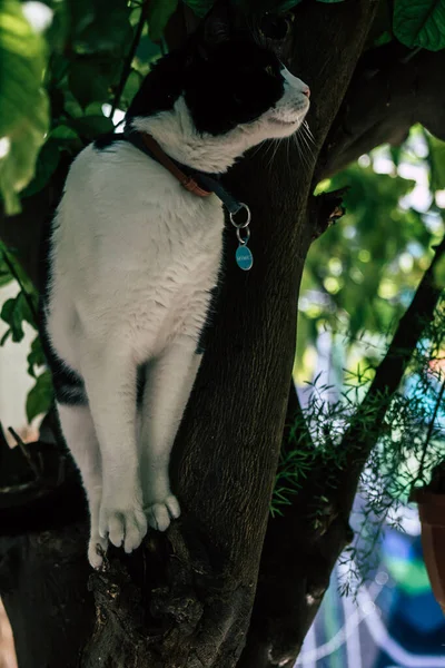 Limassol Chipre Maio 2020 Vista Gato Doméstico Que Vive Nas — Fotografia de Stock