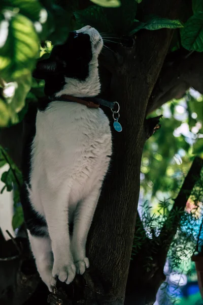 Limassol Zypern Mai 2020 Blick Auf Die Hauskatze Die Den — Stockfoto