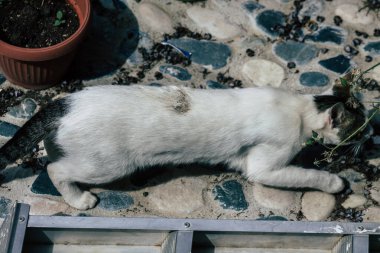 Limasol Kıbrıs Rum Kesimi 01 Mayıs 2020 Kıbrıs Rum Kesimi 'nde Limasol sokaklarında yaşayan evcil kedinin görüntüsü