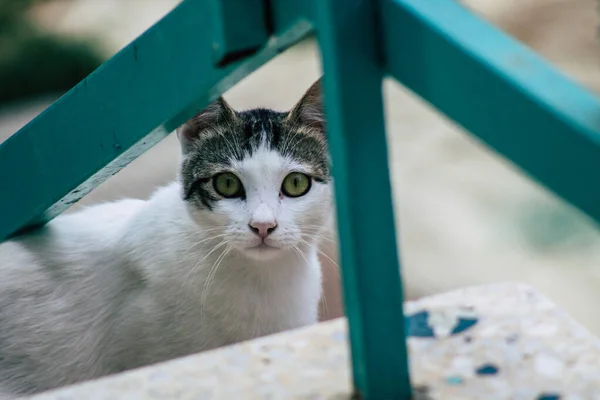 Limassol Kypros Saattaa 2020 Näkymä Kotimaan Kissa Asuu Kaduilla Limassol — kuvapankkivalokuva