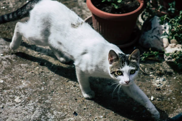 Limassol Zypern Mai 2020 Blick Auf Die Hauskatze Die Den — Stockfoto