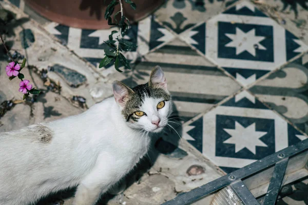 Limassol Cypern Maj 2020 View Domestic Cat Living Streets Limassol — Stockfoto