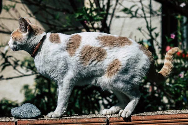 Limassol Chipre Maio 2020 Vista Gato Doméstico Que Vive Nas — Fotografia de Stock