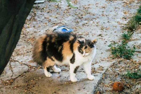 Limassol Cyprus May 2020 View Domestic Cat Living Streets Limassol — Stock Photo, Image