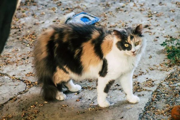 塞浦路斯利马索尔2020年5月1日看到生活在塞浦路斯利马索尔街头的家猫 — 图库照片