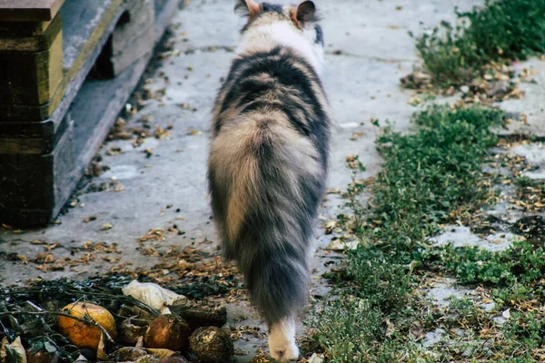 Limassol Cyprus May 2020 View Domestic Cat Living Streets Limassol — Stock Photo, Image