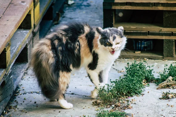 Limassol Chipre Maio 2020 Vista Gato Doméstico Que Vive Nas — Fotografia de Stock