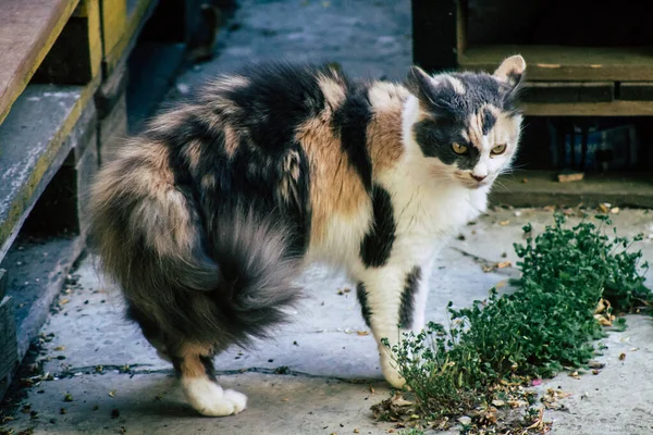 Limassol Cypern Maj 2020 View Domestic Cat Living Streets Limassol — Stockfoto
