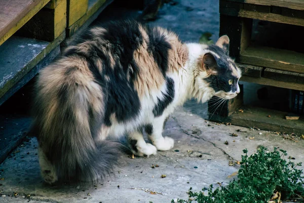 Limassol Chipre Maio 2020 Vista Gato Doméstico Que Vive Nas — Fotografia de Stock