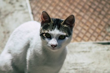 Limasol Kıbrıs Rum Kesimi 01 Mayıs 2020 Kıbrıs Rum Kesimi 'nde Limasol sokaklarında yaşayan evcil kedinin görüntüsü