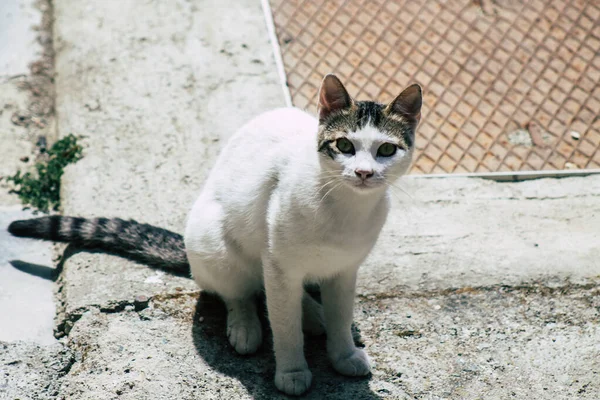 Limassol Chipre Mayo 2020 Vista Del Gato Doméstico Que Vive — Foto de Stock