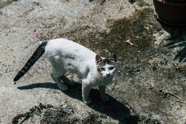 Λεμεσός Κύπρος Μαΐου 2020 Άποψη Της Οικιακής Γάτας Που Ζει — Φωτογραφία Αρχείου
