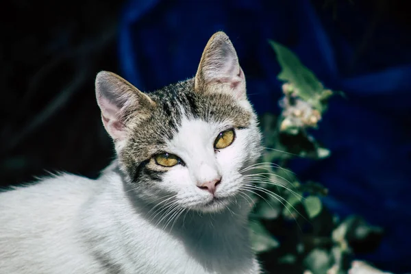 Limassol Ciprus Május 2020 View Domestic Cat Living Streets Limassol — Stock Fotó