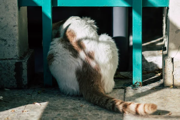 Limassol Zypern Mai 2020 Blick Auf Die Hauskatze Die Den — Stockfoto