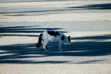 Limasol Kıbrıs Rum Kesimi 05 Mayıs 2020 Kıbrıs Rum Kesimi 'nde Limasol sokaklarında yaşayan evcil kedinin görüntüsü