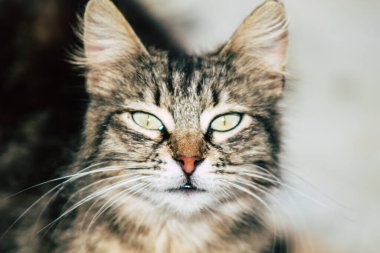 Limasol Kıbrıs Rum Kesimi 05 Mayıs 2020 Kıbrıs Rum Kesimi 'nde Limasol sokaklarında yaşayan evcil kedinin görüntüsü