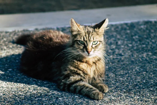 Limassol Ciprus Május 2020 View Domestic Cat Living Streets Limassol — Stock Fotó