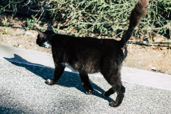 Limassol Siprus Mei 2020 Pemandangan Kucing Domestik Yang Tinggal Jalan — Stok Foto