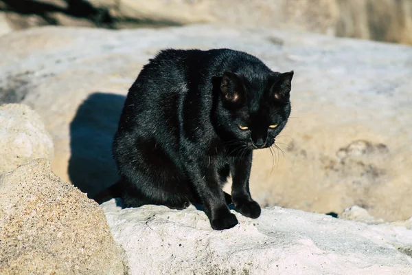 Limassol Kypr 2020 Pohled Kočky Žijící Ulicích Limassolu Kyperském Ostrově — Stock fotografie