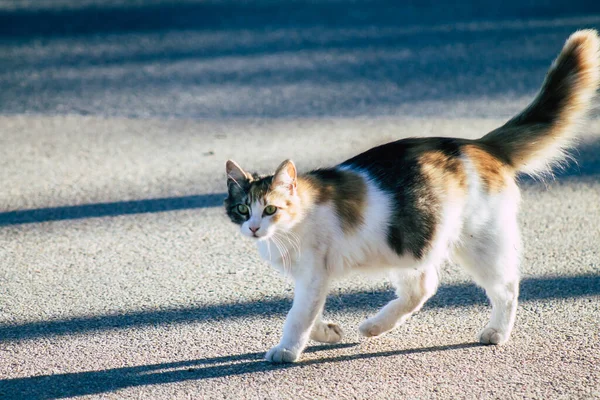 Limassol Chipre Mayo 2020 Vista Del Gato Doméstico Viviendo Las — Foto de Stock