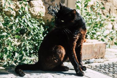 Limasol Kıbrıs Rum Kesimi 05 Mayıs 2020 Kıbrıs Rum Kesimi 'nde Limasol sokaklarında yaşayan evcil kedinin görüntüsü