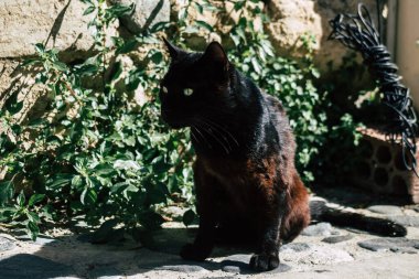 Limasol Kıbrıs Rum Kesimi 05 Mayıs 2020 Kıbrıs Rum Kesimi 'nde Limasol sokaklarında yaşayan evcil kedinin görüntüsü