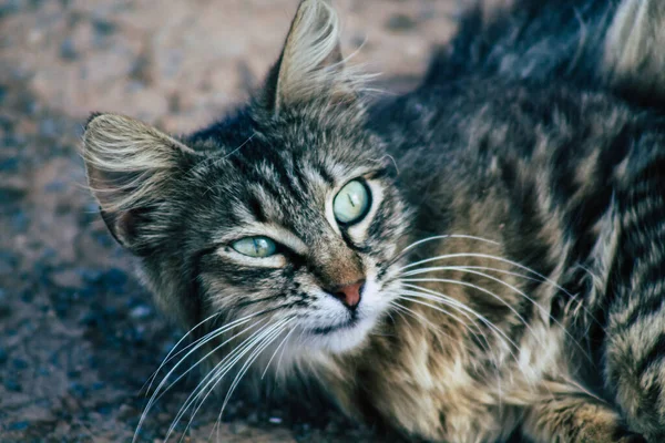 Limassol Chipre Maio 2020 Vista Gato Doméstico Que Vive Nas — Fotografia de Stock