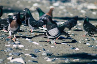 Kıbrıs Rum Kesimi 06 Mayıs 2020 Kıbrıs Rum Kesimi 'ndeki Limasol plajında yemek yiyen çeşitli güvercinlerin görüntüsü