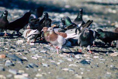 Kıbrıs Rum Kesimi 06 Mayıs 2020 Kıbrıs Rum Kesimi 'ndeki Limasol plajında yemek yiyen çeşitli güvercinlerin görüntüsü