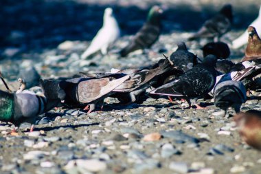 Kıbrıs Rum Kesimi 06 Mayıs 2020 Kıbrıs Rum Kesimi 'ndeki Limasol plajında yemek yiyen çeşitli güvercinlerin görüntüsü