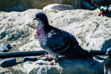 Kıbrıs Rum Kesimi 06 Mayıs 2020 Kıbrıs Rum Kesimi 'ndeki Limasol plajında yemek yiyen çeşitli güvercinlerin görüntüsü