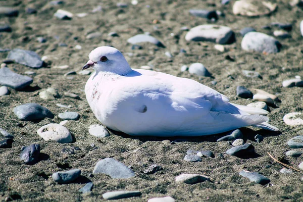 리마솔 키프로스 2020 키프로스 리마솔 해변에서 비둘기가 — 스톡 사진