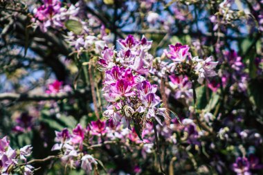 Limasol Kıbrıs Rum Kesimi 09 Mayıs 2020 Kıbrıs Rum Kesimi 'nde bir halk bahçesinde büyüyen renkli çiçeklerin kapatılması