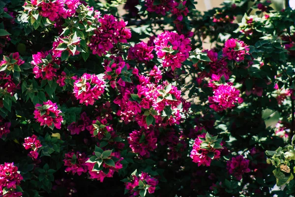 Limassol Cyprus May 2020 Closeup Colorful Flowers Growing Public Garden — Stock Photo, Image