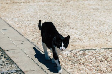 Limasol Kıbrıs Rum Kesimi 10 Mayıs 2020 Kıbrıs Rum Kesimi 'nde Limasol sokaklarında yaşayan evcil kedinin görüntüsü