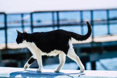 Limasol Kıbrıs Rum Kesimi 10 Mayıs 2020 Kıbrıs Rum Kesimi 'nde Limasol sokaklarında yaşayan evcil kedinin görüntüsü